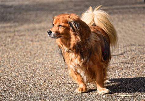 But not all small dogs are lap warmers! 7 Long Haired Small Dog Breeds | Glamorous Dogs