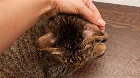 Ringworm In Cats And Dogs In 2020 Ringworm In Cats