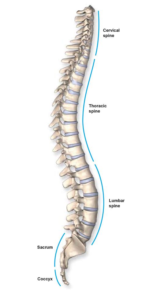 Anatomy Of The Spine