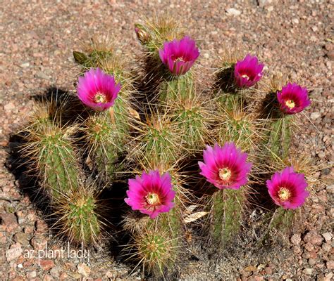 Arriba 93 Foto Cactus Con Flores En El Desierto Mirada Tensa