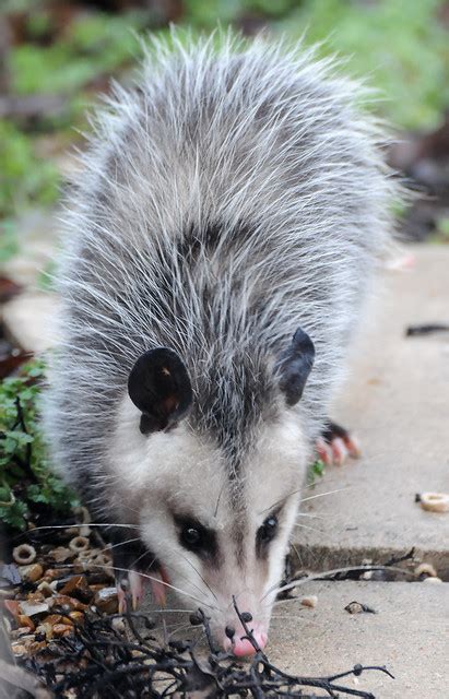 Opossum North American Marsupial Flickr Photo Sharing