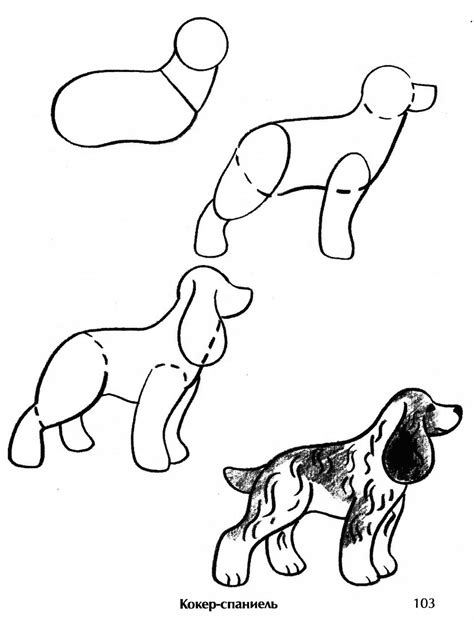 Как нарисовать собаку поэтапно карандашом учимся изображать легко и