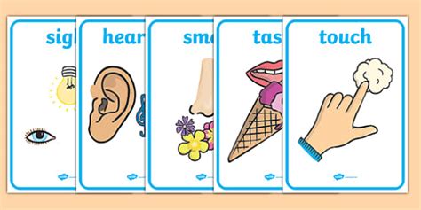 Five Senses Display Posters Smell Sight Sound Hearing