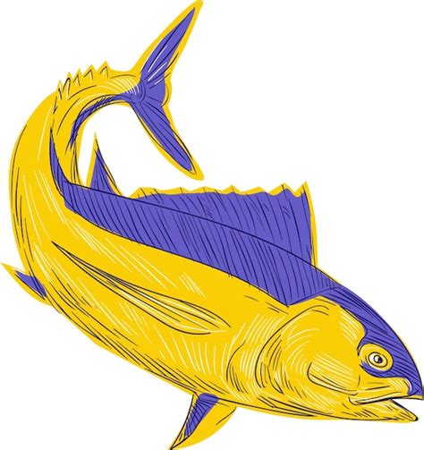 Premium Vector Albacore Tuna Fish Drawing