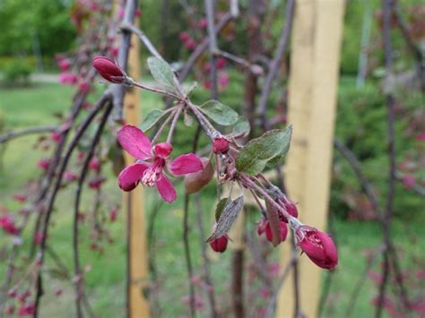Pruning Weeping Crabapple Trees How To Prune A Weeping Crabapple