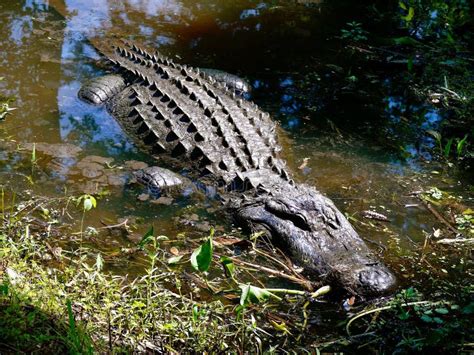 Alligator At Edge Of Bayou Stock Photo Image Of Louisiana 103138124