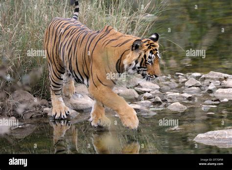 Bengal Tiger Panthera Tigris Tigris Crossing A Small River