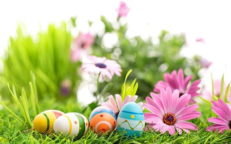 Spring And Easter Daisies Easter Grass Eggs Flowers Spring Hd