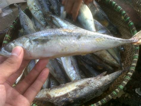 Kembung termasuk ikan pelagis kecil yang memiliki nilai ekonomis menengah, sehingga terhitung sebagai komoditas yang cukup penting bagi nelayan lokal. PINDANG LOMBANG