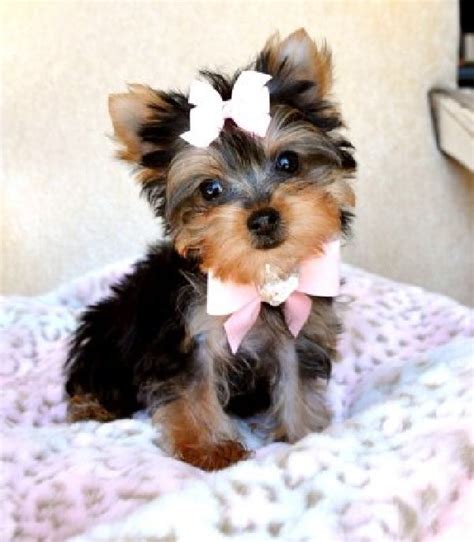 Find teacup puppies and puppies from new york breeders. Free Yorkie Puppies | Teacup Yorkie Puppies For sale. Offer Toronto Mississauga, Ontario ...