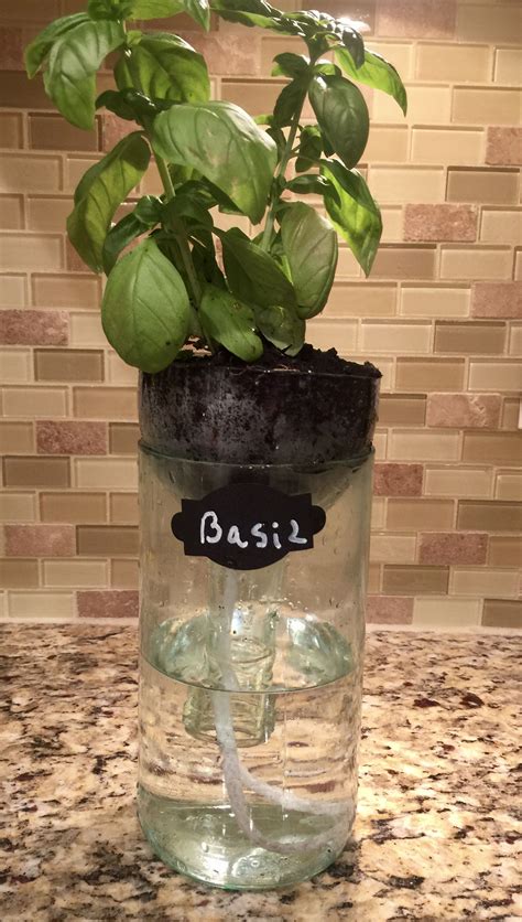 Self Water Herb Planter Made From Recycled Wine Bottle Facebook
