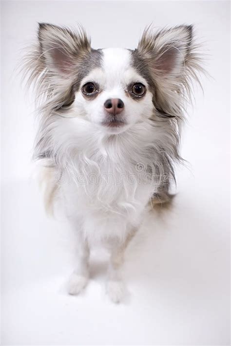 Fluffy Long Hair White Chihuahua Pets Lovers
