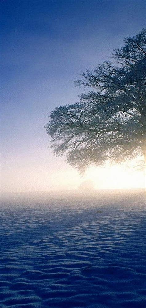 Winter Morning Wallpaper 1080x2280