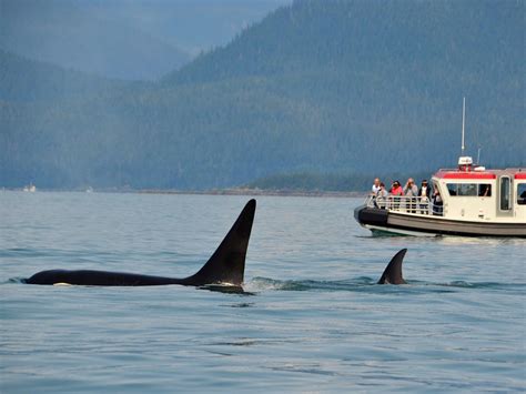 12 Best Places For Orca Whale Watching In Washington 2024 Cs Ginger