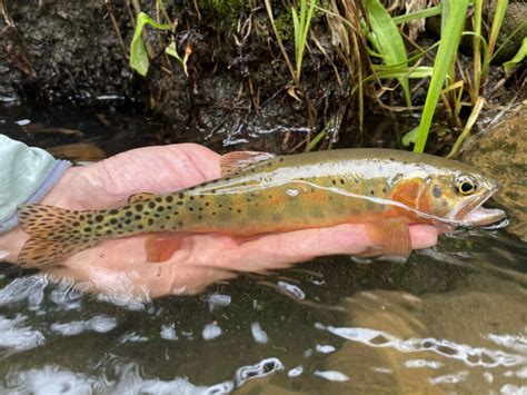 Being More Than ‘a Trout Guy Trout Unlimited