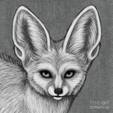 Fennec Fox Black And White Drawing By Amy E Fraser Pixels