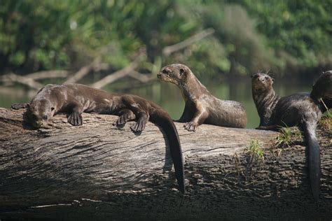 Where Do Giant Otters Go In The Rainforests Wet Season San Diego