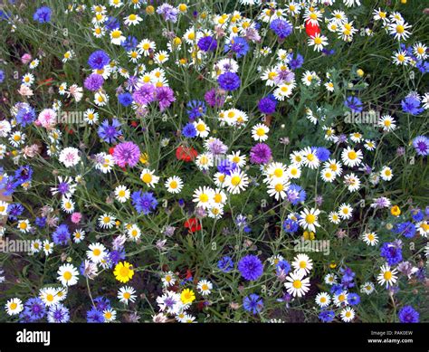 British Meadow Wildflowers Close Up Eco Friendly Stock Photo Alamy