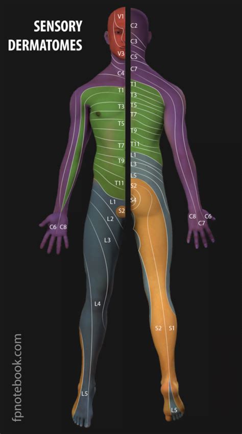 Dermatomes And Peripheral Nerves Test Dermatomes Chart And Map Sexiz Pix