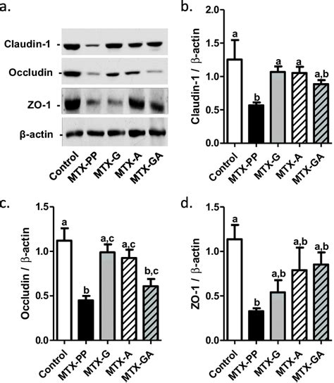 Tight Junction Protein Expression In The Jejunal Mucosa Representative