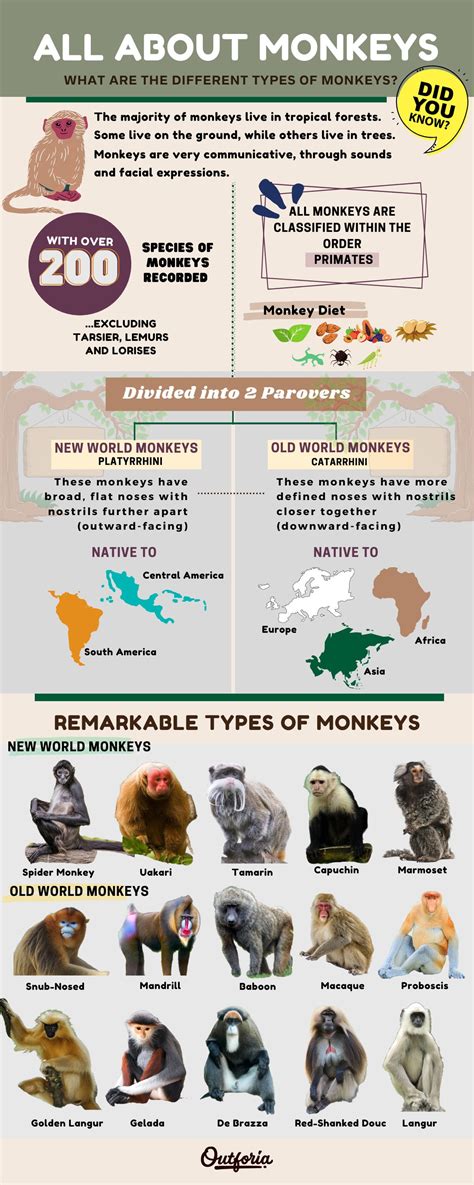 Species Of Monkeys List