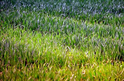 Free Picture Nature Garden Green Grass Flora Summer Leaf