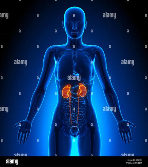 Reins Organes Femelles Anatomie Humaine Photo Stock Alamy