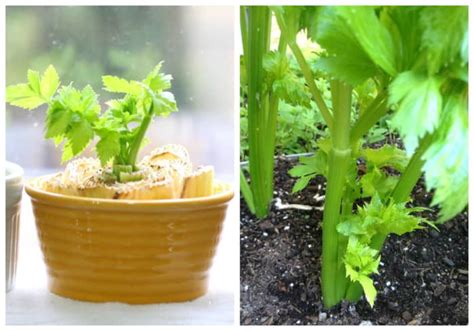 How To Grow Celery From A Stalk Dengarden Home And Garden