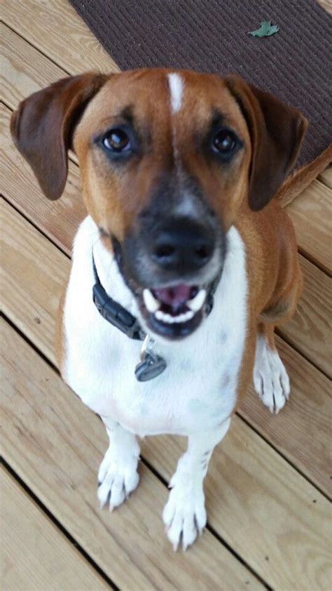 beaglebloodhound mix lt  bloodhound beagle labrador retriever