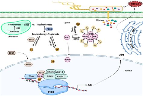 Frontiers Transcriptional Coactivators Driving Force Of Plant Immunity