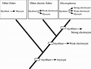 Ontogeny and phylogeny of electric organs. Schematic diagram of the ...