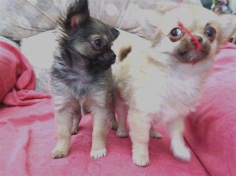 Kc Reg Chihuahua Longcoat Puppies For Sale Adoption From Preston