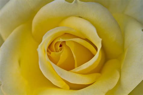 Centered Beautiful Yellow Rose Photograph By Dina Calvarese Fine Art America