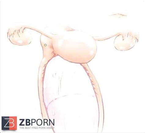 Sexual Anatomy Zb Porn