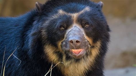 10 Facts About The Spectacled Bear