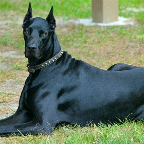 Maybe you would like to learn more about one of these? DoberDane, NYX | Hound dog breeds, Big dogs, Doberman ...