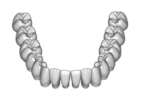 Lower Jaw Teeth Anatomy 3d Model Teeth Anatomy Dental Anatomy