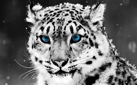 Cool Wallpapers With Animals 65 Images