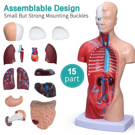 Buy Lvchen Human Body Model Human Torso Anatomy Model 15 Pcs