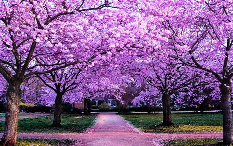 Cherry Blossom Trees Wallpaper 4k Purple Flowers Pathway