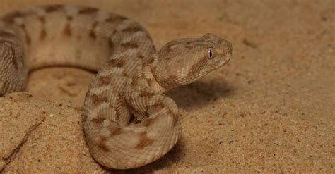 Saw Scaled Viper Bite Why It Has Enough Venom To Kill 6 Humans And How