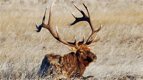 Watch Giant Bull Elk Casually Leap Over Fence To Shock Of Rocky
