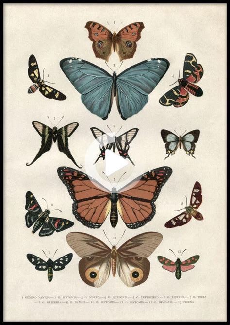 Vintage Butterflies Poster Butterfly Poster Vintage Posters Vintage