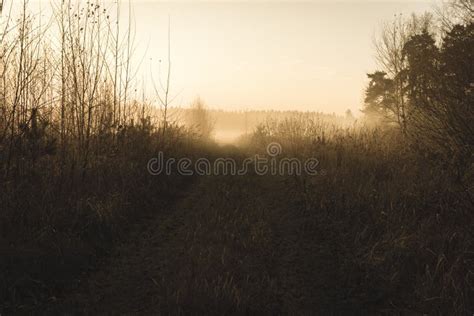 Morning Mist Fog Over Meadows Vintage Retro Look Stock Photo Image