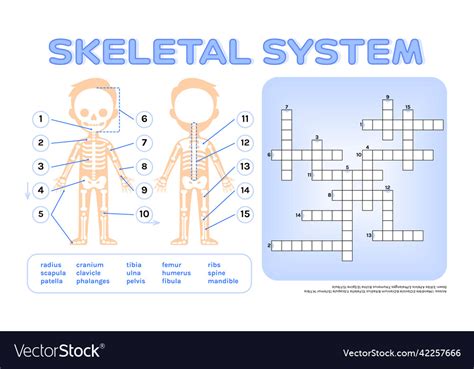 Crossword Puzzle For Children Skeletal System Vector Image