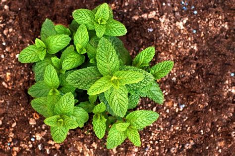 How To Grow Mint From Seed The Seed Collection