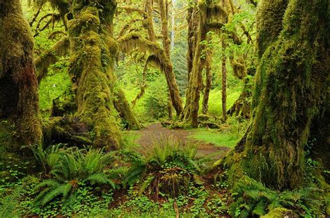 Exploring Olympic National Park And The Hoh Rain Forest A Visitors