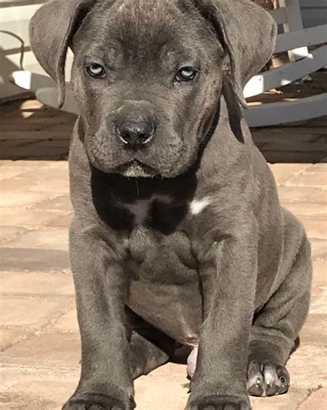 Cane Corso Puppies For Sale