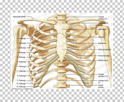 Muscles that move the rib cage attach to the rib cage. The Thorax Anatomy - Anatomy Diagram Book