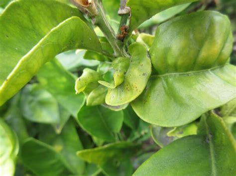 Lemon Tree Leaves Curling What You Need To Know Sumo Gardener